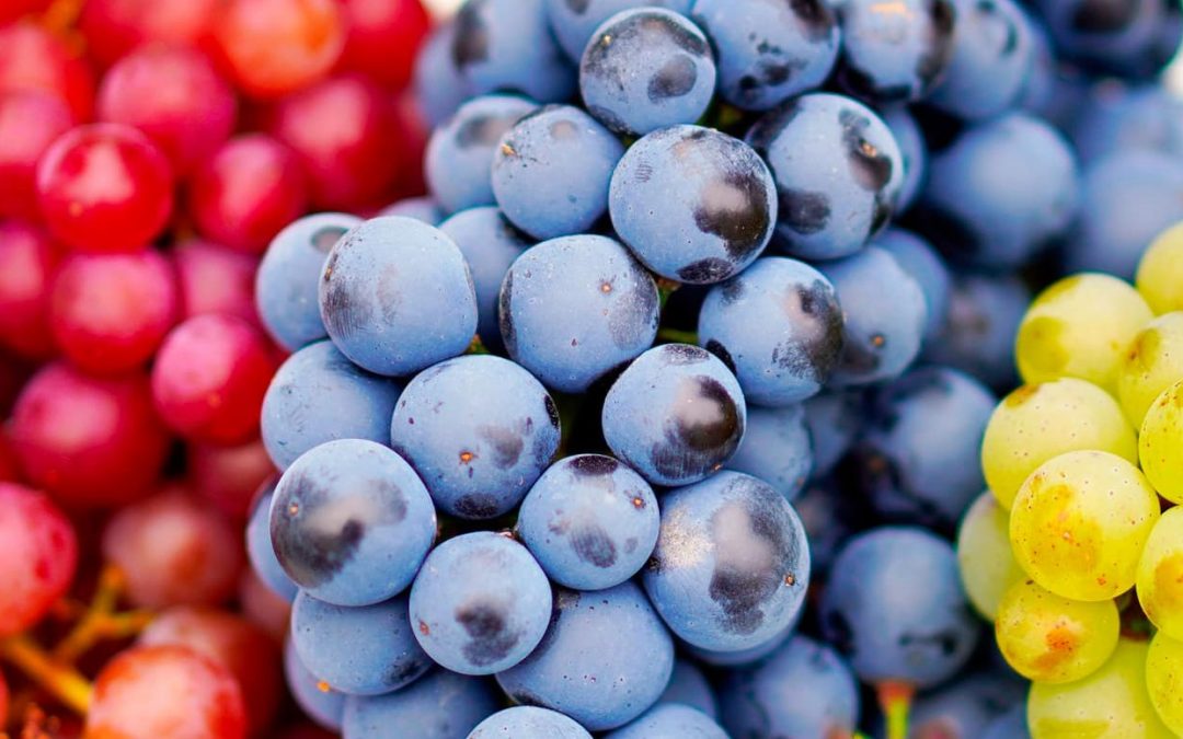 Fuertes cambios caracterizaron al negocio de uvas del hemisferio sur